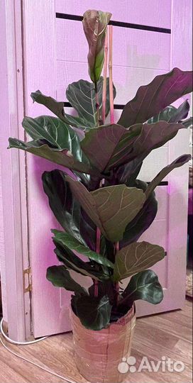 Фикус лирата колумнарис