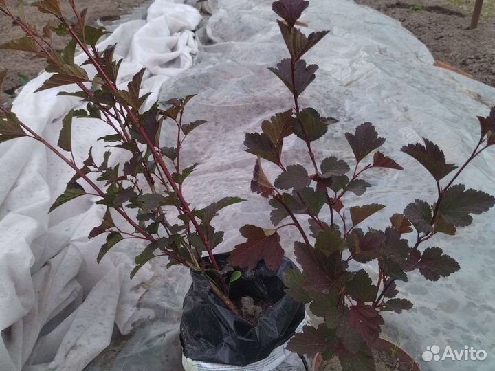 Декоративные растения для сада