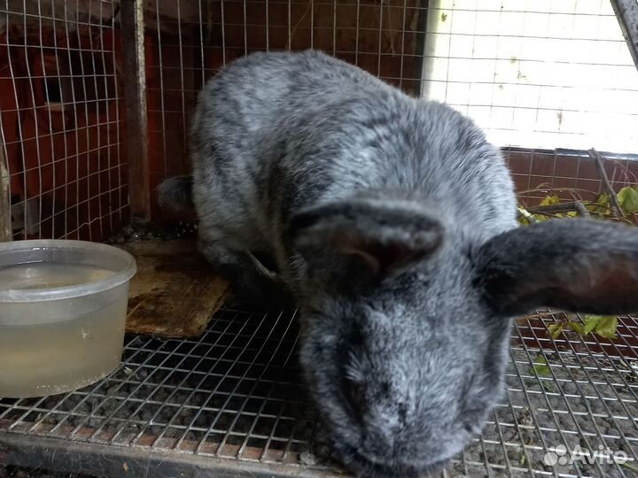 Кролики,помесь,Крол серебро