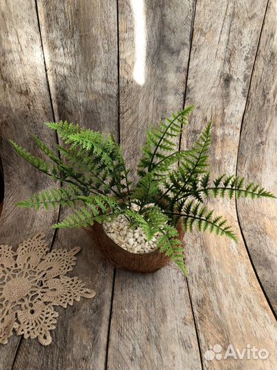 Растение в горшке, Папоротник