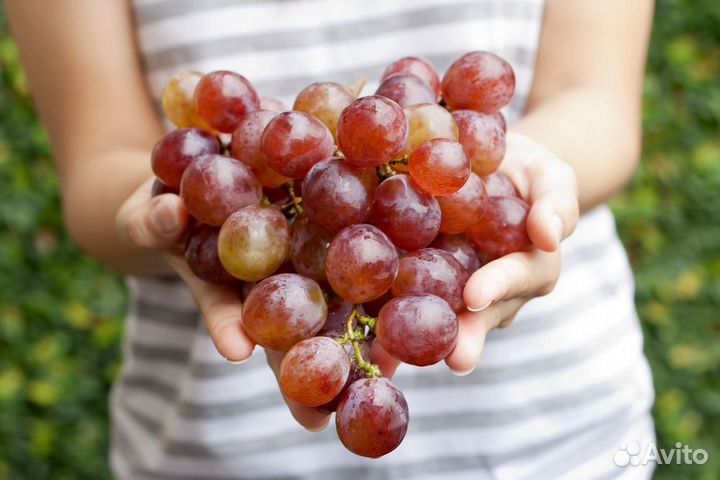 Саженцы и черенки винограда