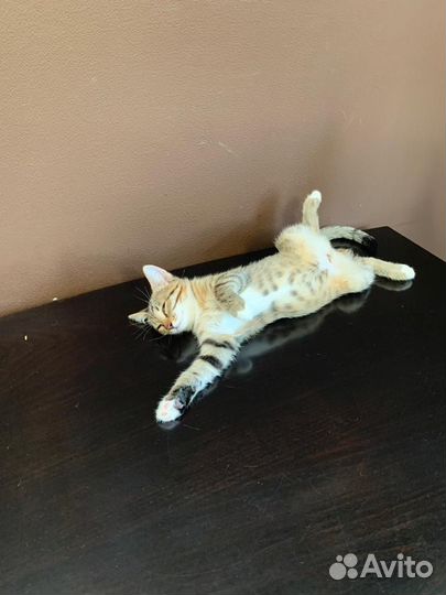 Котенок котята