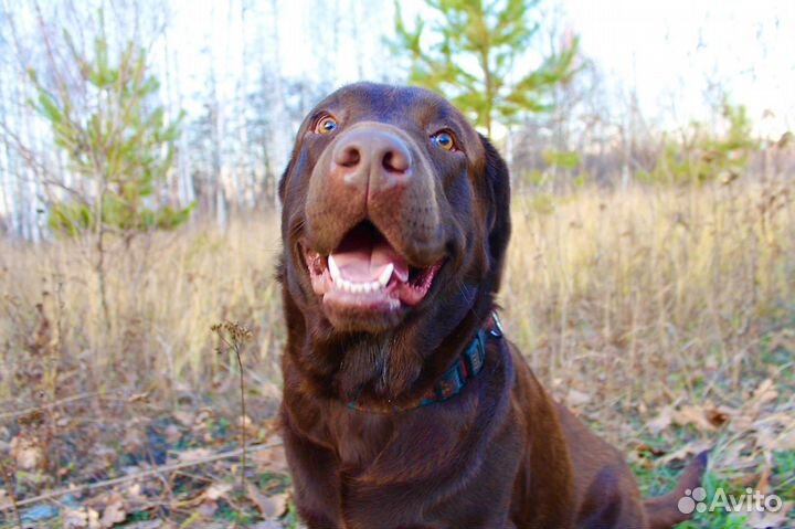 Лабрадор вязка