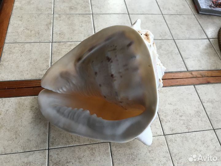 Большая морская раковина