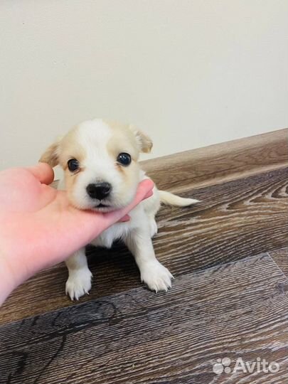 Собака в добрые руки, отдам бесплатно