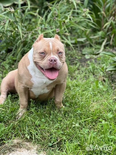 Красавица булли Аврора