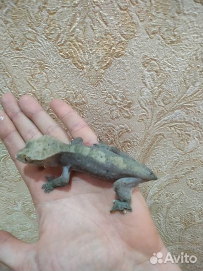 Бананоед