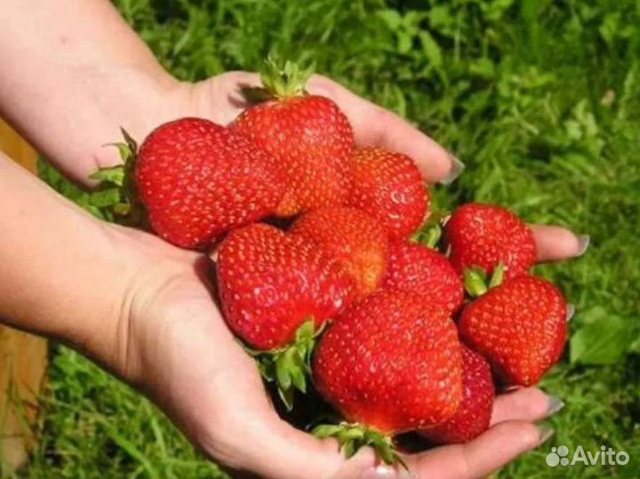 Рассада клубники альба