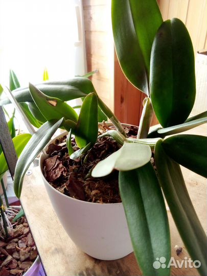 Орхидея каттлея горделия