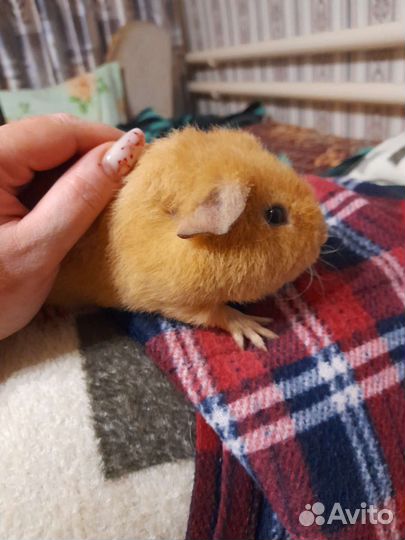 Морская свинка