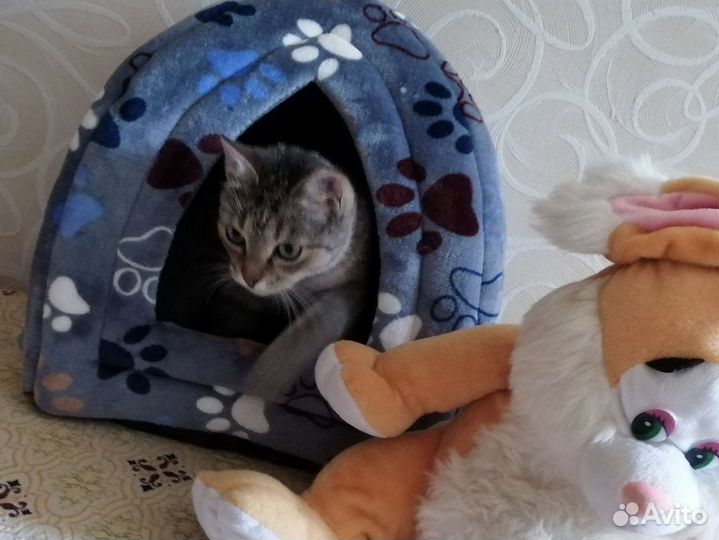 Ласкуша Соня, стерилизована