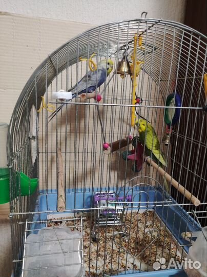 Волнистый попугай с клеткой