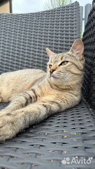 Уникальная кошка