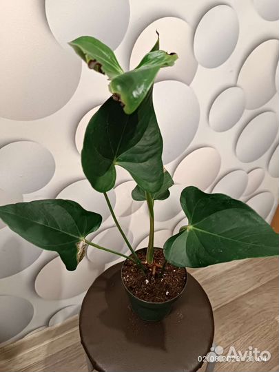 Антуриум Вайт Винер