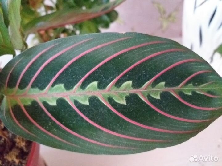 Маранта фасцинатор триколор