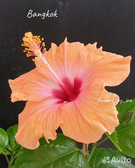 Гибискусы сортовые комнатные