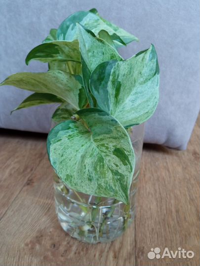 Эпипремнум Marble Apple