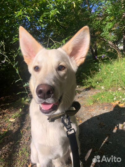 Собака в добрые руки