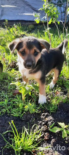 Щенки ищут дом