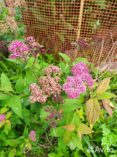 Растения для сада