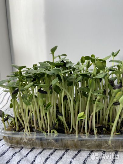 Микрозелень. Доставка