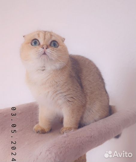 Шотландская вислоухая кошечка
