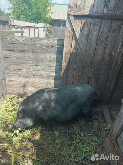 Вьетнамский хряк