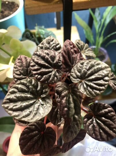 Пеперомия Schumi Red