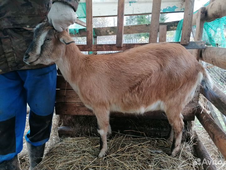 Козы и козел