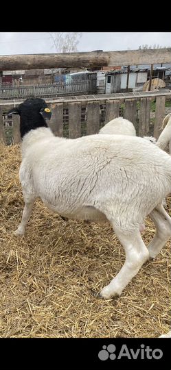 Ягнята от Дорпера и Катума козлята Гулаби и Камори