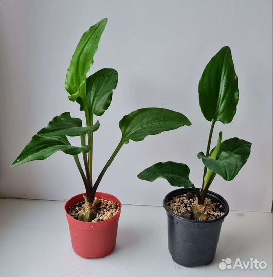 Дримиопсис пятнистый