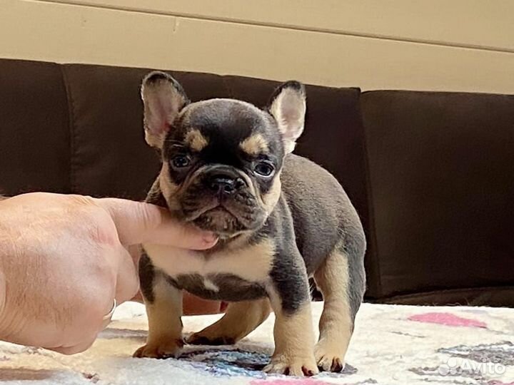 Французский бульдог