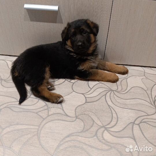 Немецкая овчарка