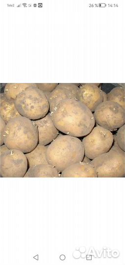 Семенной картофель