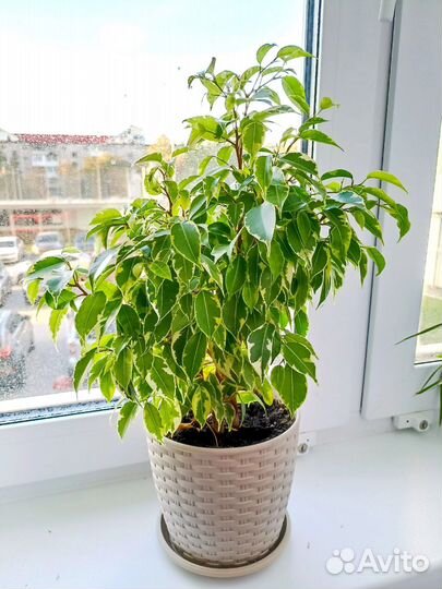 Фикус Бенджамина Кинки