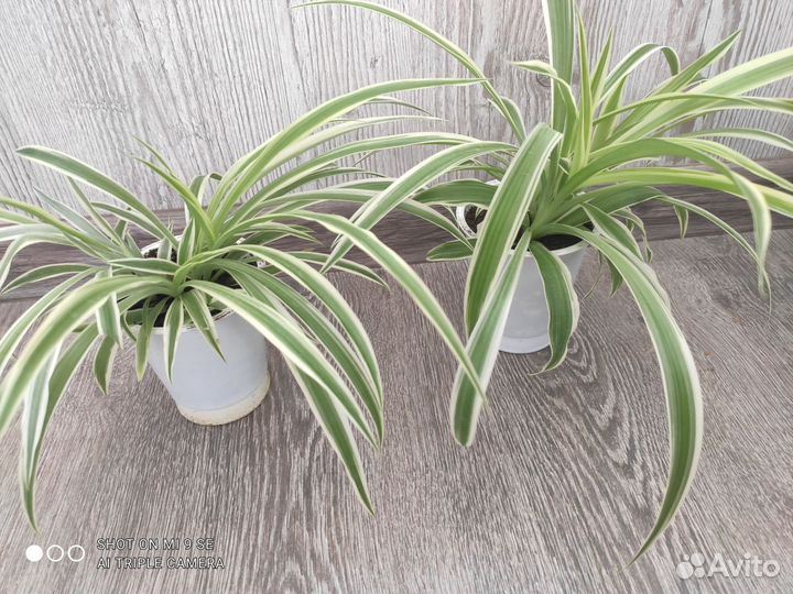 Хлорофитум