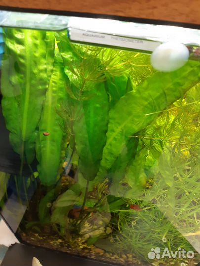 Аквариумные рыбки