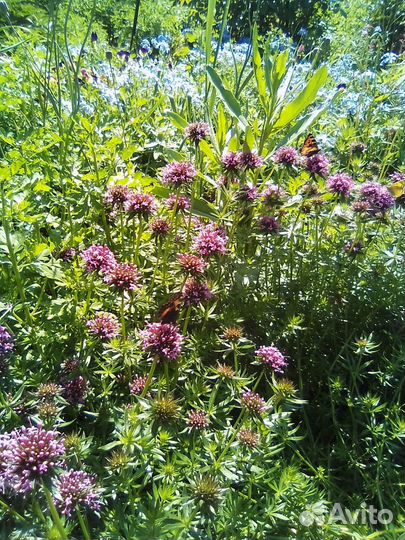 Цветы для сада