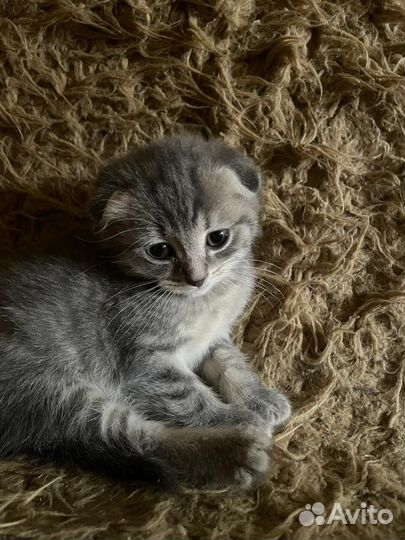 Котята в добрые руки даром