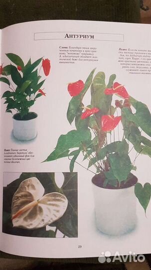 Книги по комнатному цветоводству