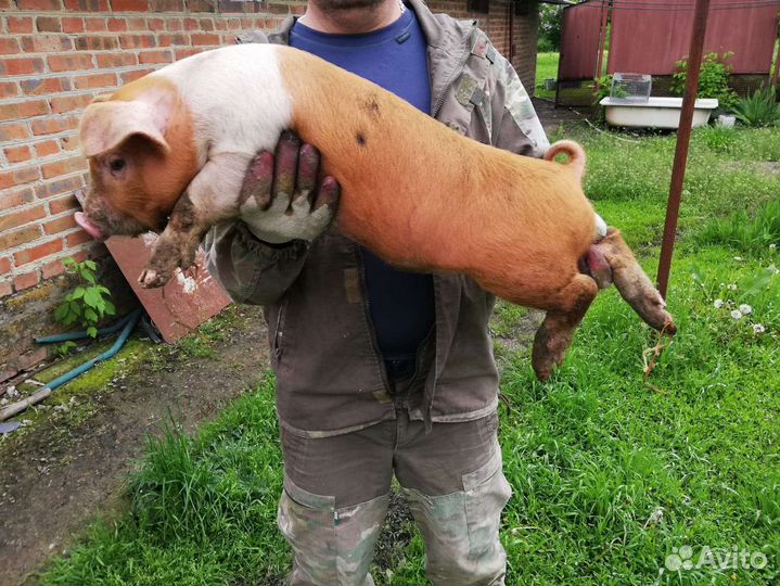 Свиньи живым весом