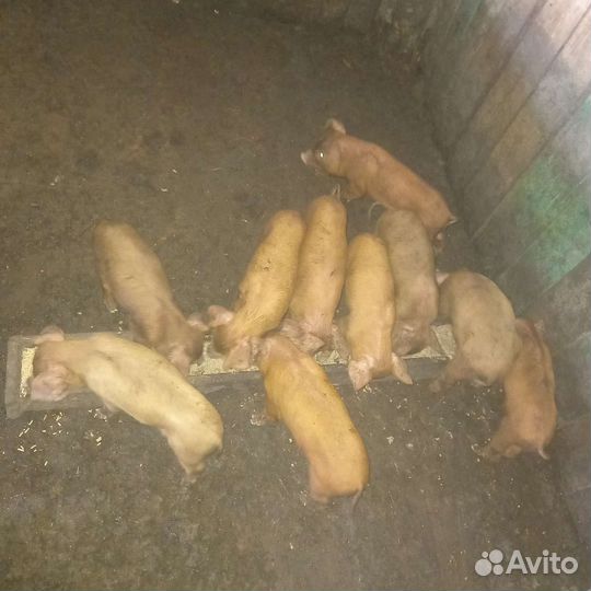 Поросята
