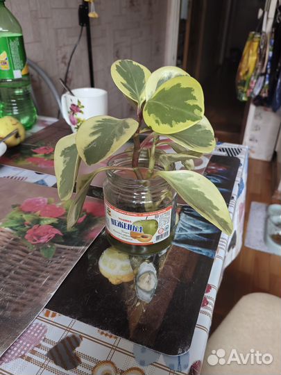 Комнатные цветы антуриум