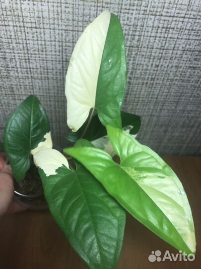 Сингониумы редкие коллекционные