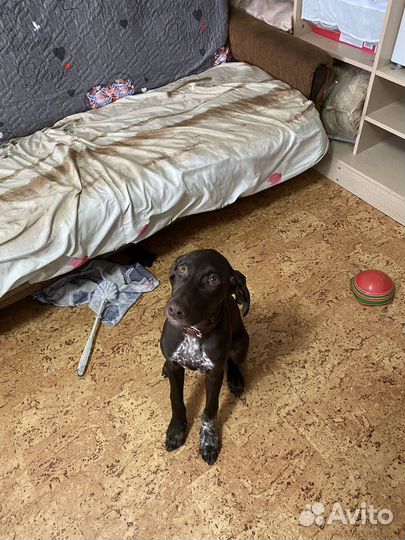 Курцхаар щенок