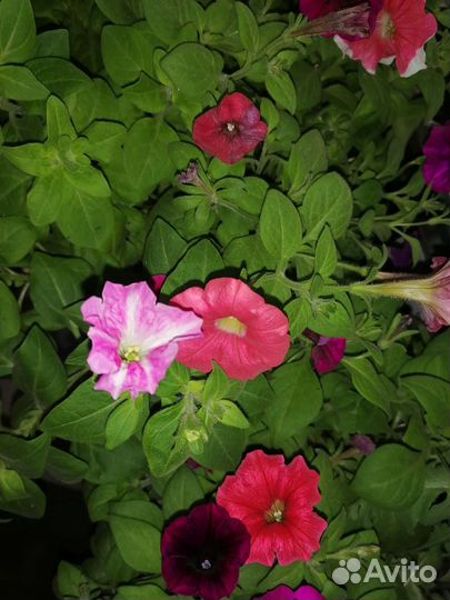 Рассада цветов Питунии