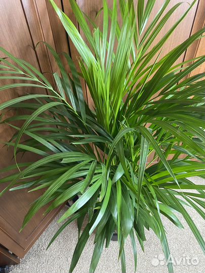 Пальма арека дипсис комнатные растения