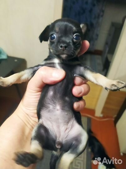 Щенки чихуахуа мини