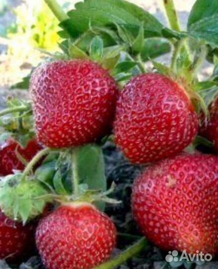 Рассада клубники