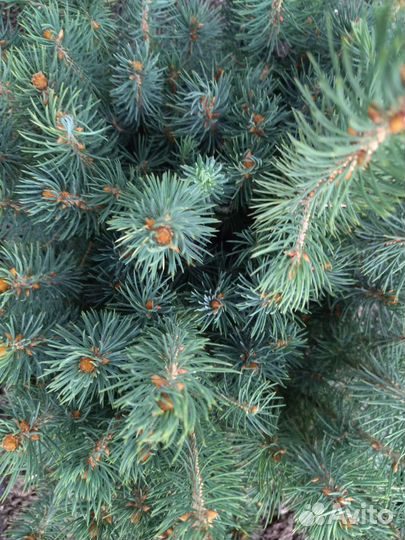 Сеянцы ели колючей